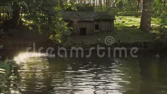 一只美丽的野鸭在绿色公园里的池塘里嬉戏游泳和拍打翅膀靠近它的木屋和其他鸟类视频的预览图