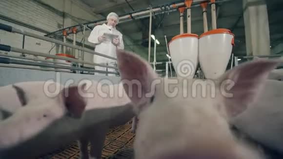 农场工人看着小猪吃东西视频的预览图