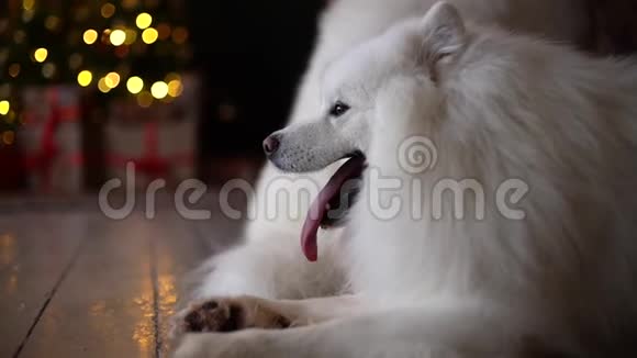 美丽的沙莫伊德种的白狗躺在地板上视频的预览图
