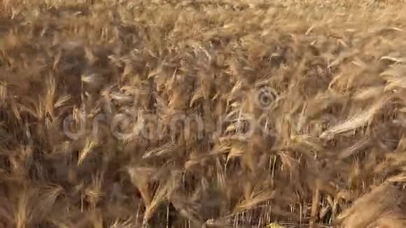 农田中的小麦日落中的耳朵农业景观谷物谷物视频的预览图