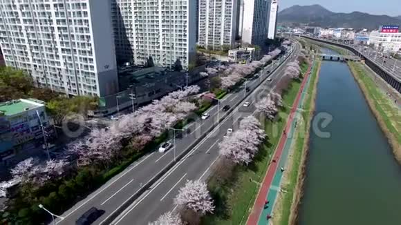 鸟瞰樱花盛开在绥阳港河釜山韩国亚洲视频的预览图