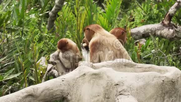 婆罗洲丛林鼻甲猴群视频的预览图