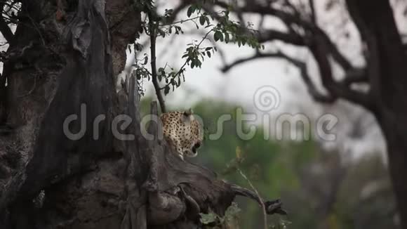 巨大的非洲豹豹帕德斯雄平静地躺在大干树下视频的预览图