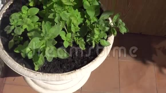 白盆美丽的绿色植物视频的预览图