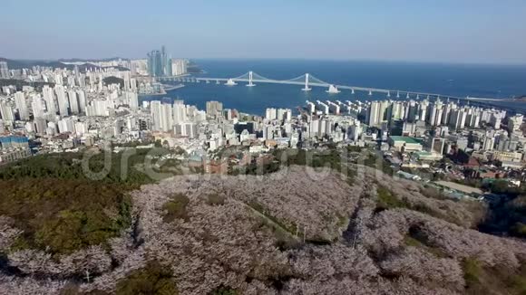 鸟瞰樱花盛开在盖姆里昂山釜山韩国视频的预览图