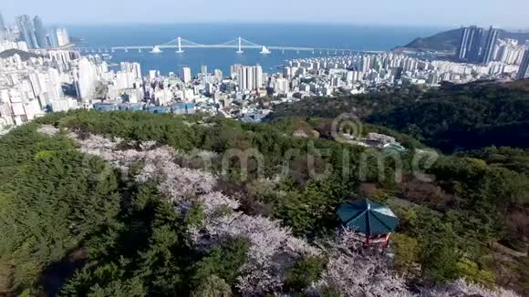 春天的花朵盛开在红山釜山韩国亚洲视频的预览图