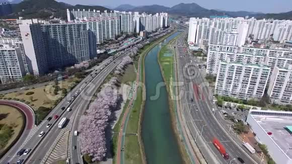 鸟瞰樱花盛开在绥阳港河釜山韩国亚洲视频的预览图