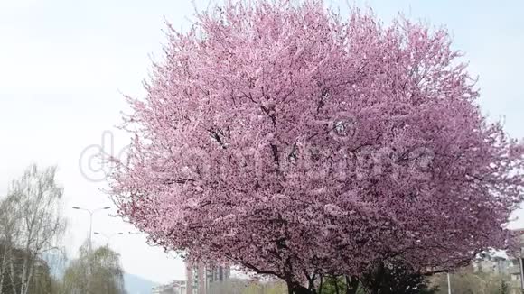 一个美丽的树冠一朵朵大树在风中摆动视频的预览图