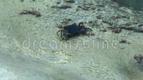 黑海海岸的岩石上的螃蟹视频的预览图