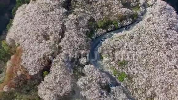 鸟瞰樱花盛开在盖姆里昂山釜山韩国视频的预览图