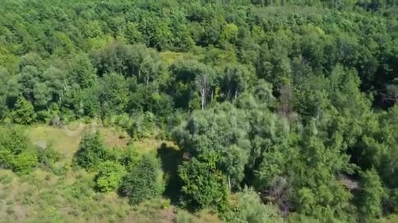 俄罗斯的自然茂密的森林一个小湖鸟瞰视频的预览图