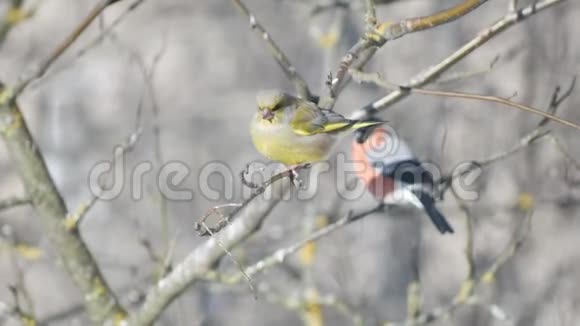 森林金丝雀坐在树枝上晴天秋天的鸟在树上视频的预览图