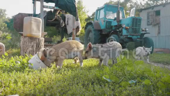 动物农场里有趣可爱的小猪小猪窝可爱的宠物视频的预览图