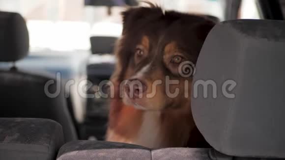 澳大利亚红发的澳大利亚牧羊犬正坐在车后座看着摄像机特写视频的预览图