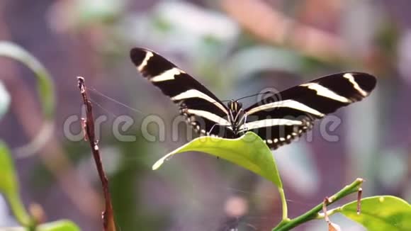 斑马长翼蝶的大型特写镜头来自美国的热带昆虫视频的预览图