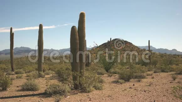 亚利桑那的几个仙人掌和ajo助记器的宽镜头视频的预览图