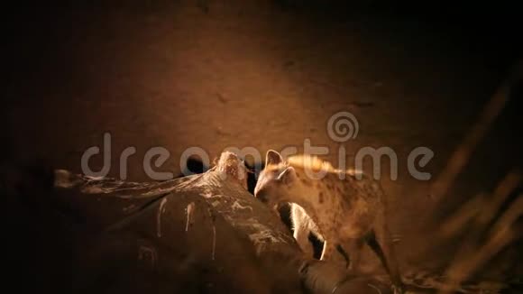 在黑暗的夜晚现场的HyenaCrocutaCrocuta笑着鬣狗在死象和死鳄身上喂食视频的预览图