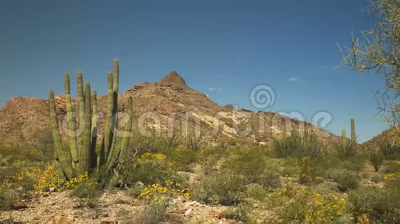 亚利桑那州阿乔附近的一座器官管道仙人掌和器官管道仙人掌国家纪念碑中的两座山峰缓慢的左视图视频的预览图