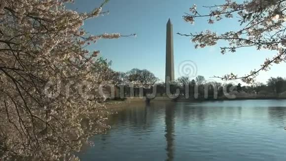 清晨樱花和华盛顿纪念碑视频的预览图