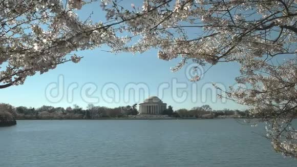 杰斐逊纪念碑和樱花的晨景视频的预览图
