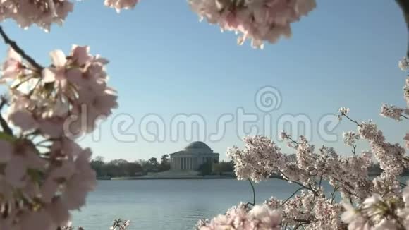 华盛顿杰斐逊纪念堂以樱花为背景视频的预览图