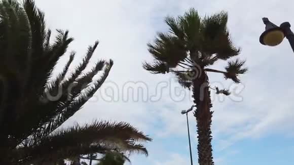 棕榈树在风中摇曳一排绿色的棕榈树背景上有一片阴云密布的天空视频的预览图