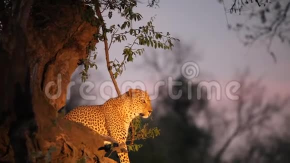 巨大的非洲豹斑马赦雄平静地坐在大干树下视频的预览图