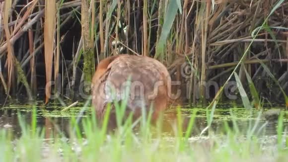 天然棕野鸭芦苇前视频的预览图