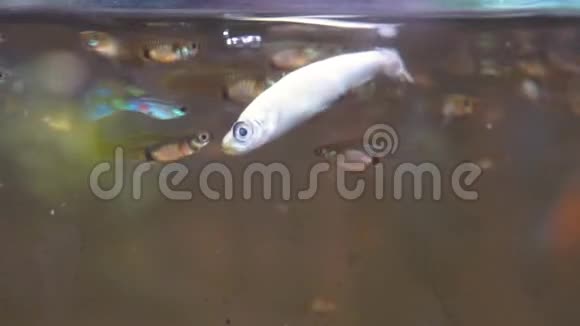 四叉鱼对死鱼的反应小鱼从一个大的身体里吃视频的预览图