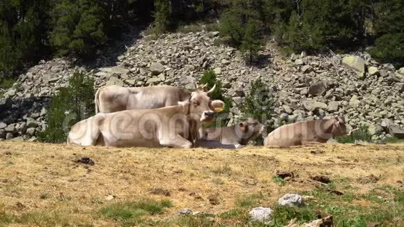 牛躺在山脚下一个生态清洁的地区视频的预览图