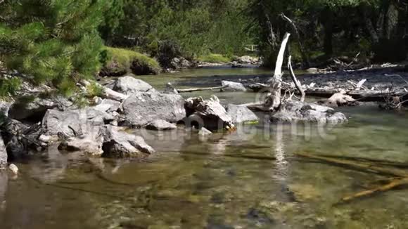 山河山地针叶林中的石间水流视频的预览图