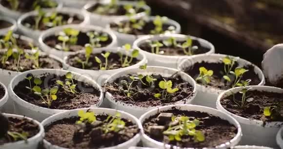 农业温室内有幼苗的盆栽视频的预览图