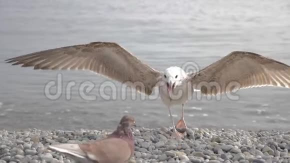 海鸥在靠近大海的岩石上海鸥站在岩石上视频的预览图