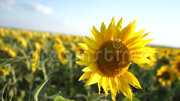 盛开的向日葵向日葵特写和蜜蜂授粉视频的预览图