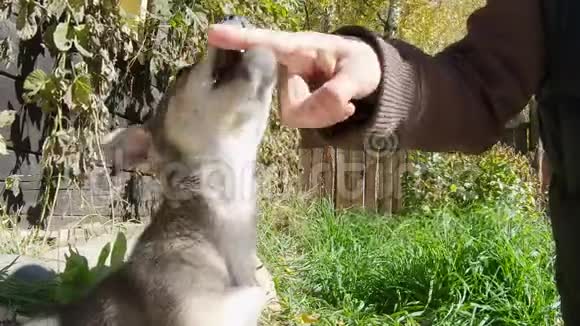 可爱的小狗玩手咬一个手指视频的预览图