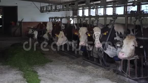 奶牛和吃草的奶牛在一起把牛关在马厩里吃青草的丁香动物视频的预览图