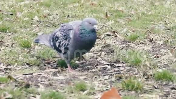 鸽子在公园里寻找食物视频的预览图