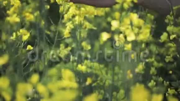 美丽的女人手抚摸着油菜花的黄花视频的预览图