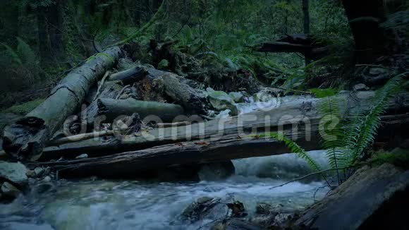 黄昏森林中的河流和原木视频的预览图