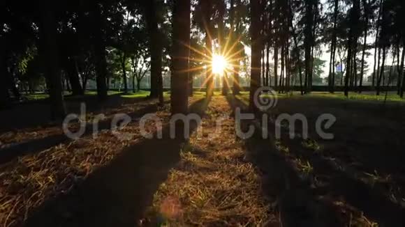 向阳光走去阳光透过森林林地松树柱的缝隙视频的预览图
