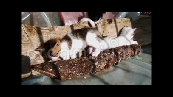 笨手笨脚的小猫在木头里玩视频的预览图