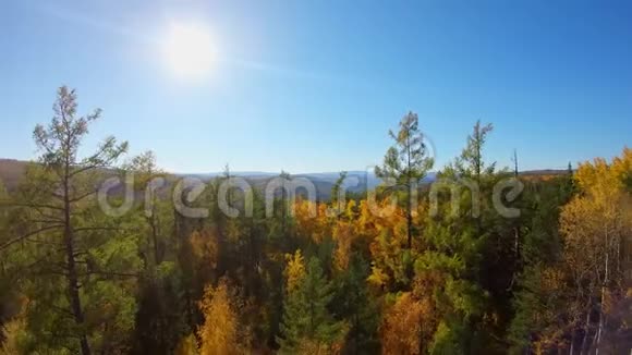 在秋天的树林之上在秋天的森林里有人在树上飞视频的预览图