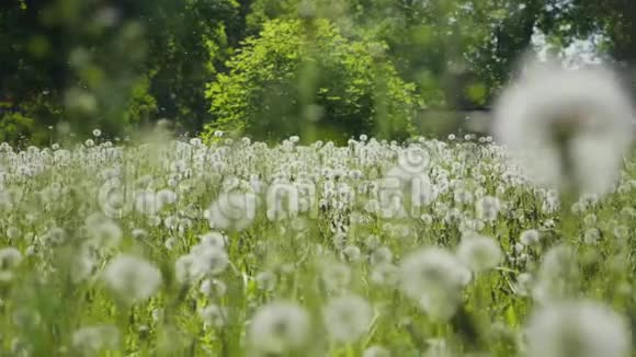绿色草地的白色蒲公英春林草甸花卉景观视频的预览图