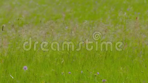 夏季草地上长草在风中缓慢割草视频的预览图