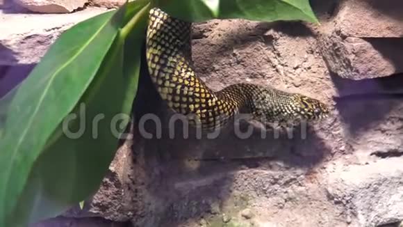 一条东方国王蛇的特写肖像它环顾四周伸出舌头来自美国的热带爬行动物视频的预览图