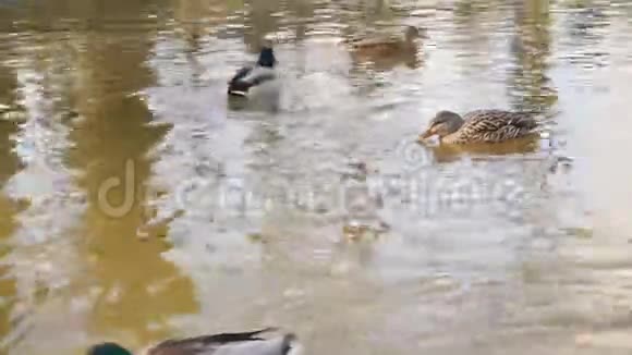 一只母鸭野鸭喝水视频的预览图