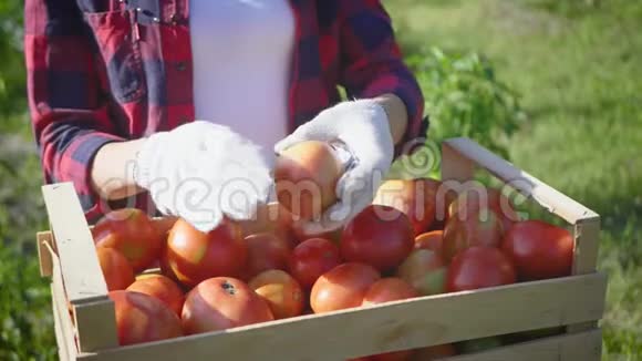 农夫手拿着几个成熟的西红柿在一个木箱里收获蔬菜视频的预览图