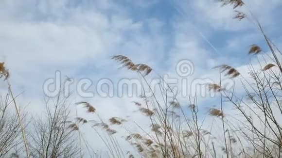 芦苇草芦苇在风中飘扬视频的预览图