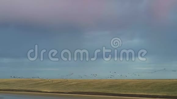 恶作剧一群鹤在粉红色的天空中飞行Drun射击视频的预览图