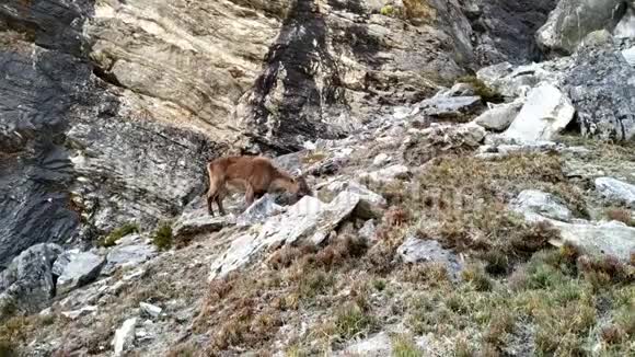 喜马拉雅山的野山羊视频的预览图